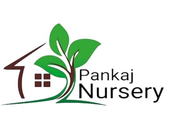 Pankaj Nursery